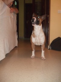 Tayson